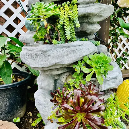 Apartment Cozy Modern Rose House Garden Grove